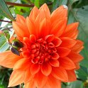 Dahlia x 'Messine'